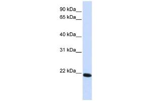 Claudin 19 antibody used at 1 ug/ml to detect target protein. (Claudin 19 antibody  (C-Term))