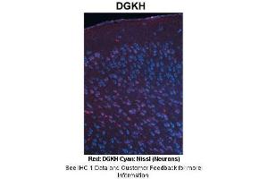 Sample Type :  Adult mouse cortex  Primary Antibody Dilution :  1:500  Secondary Antibody :  Anti-rabbit-Cy3  Secondary Antibody Dilution :  1:1000  Color/Signal Descriptions :  Red: DGKH Cyan: Nissl (Neurons)  Gene Name :  DGKH  Submitted by :  Joshua R. (DGKH antibody  (Middle Region))