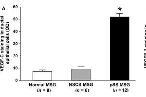 (A) Densitometric analysis of VEGF-C immunofluorescent staining in ductal epithelial cells of primary Sjögren's syndrome (pSS), normal and non-specific chronic sialadenitis (NSCS) minor salivary glands (MSGs).