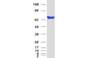 Aspartyl-tRNA Synthetase 2, Mitochondrial (DARS2) protein (Myc-DYKDDDDK Tag)