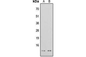 Western blot analysis of Histone H4 (AcK16) expression in HeLa TSA-treated (A), HEK293T TSA-treated (B) whole cell lysates.