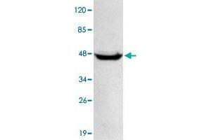 Western blot analysis of HeLa whole cell lysate 40 ug/lane with PPM1A monoclonal antibody  at 1:1000 dilution. (PPM1A antibody  (N-Term))
