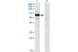 DPYSL4 antibody  (AA 461-559)