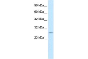 Western Blotting (WB) image for anti-Ring Finger Protein 141 (RNF141) antibody (ABIN2460985) (RNF141 antibody)