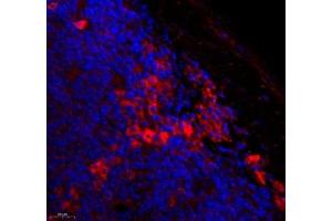 Immunofluorescence of paraffin embedded mouse lymph node using MS4A2 (ABIN7074594) at dilution of 1: 400 (500x lens)