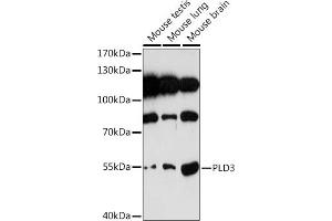 Western blot analysis of extracts of various cell lines, using PLD3 Rabbit pAb (ABIN7269351) at 1:1000 dilution. (PLD3 antibody)