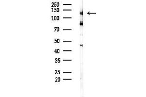 anti-Brain-Specific Angiogenesis Inhibitor 3 (BAI3) (Internal Region) antibody
