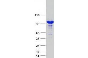 Validation with Western Blot (COL4A3BP Protein (Transcript Variant 2) (Myc-DYKDDDDK Tag))