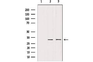 Western blot analysis of extracts from various samples, using PTTG1 Antibody. (PTTG1 antibody  (Internal Region))