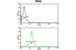 CENPH Antibody (Center) flow cytometry analysis of Hela cells (bottom histogram) compared to a negative control cell (top histogram). (CENPH antibody  (Middle Region))