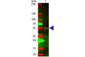 Western Blot of Chicken anti-Rabbit IgG (H&L) Antibody Texas Conjugated antibody. (Chicken anti-Rabbit IgG (Heavy & Light Chain) Antibody (Texas Red (TR)) - Preadsorbed)