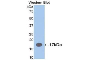 Detection of Recombinant IL1RA, Mouse using Polyclonal Antibody to Interleukin 1 Receptor Antagonist (IL1RA) (IL1RN antibody  (AA 27-178))