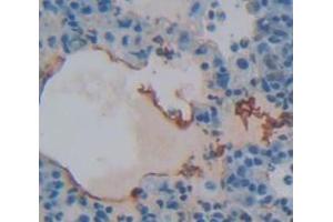 IHC-P analysis of Rat Tissue, with DAB staining. (FOLR1 antibody  (AA 26-229))