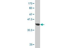 Western Blot detection against Immunogen (37. (TRADD antibody  (AA 203-312))