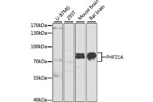 Western blot analysis of extracts of various cell lines, using PHF21A antibody (ABIN1980346) at 1:1000 dilution.