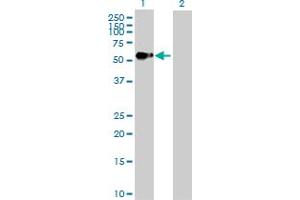 Western Blot analysis of AGER expression in transfected 293T cell line by AGER MaxPab polyclonal antibody. (RAGE antibody  (AA 1-404))