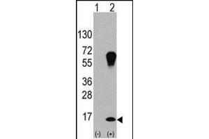 Western blot analysis of LC3 (G8a) (arrow) using purified Pab 1800a. (MAP1LC3A antibody)