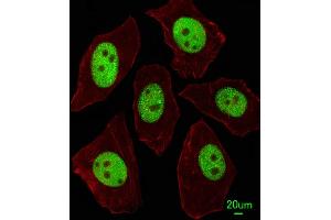 Immunofluorescence (IF) image for anti-Lin-28 Homolog A (C. Elegans) (LIN28A) (AA 108-138) antibody (ABIN655156)