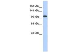 Image no. 1 for anti-Ring Finger Protein 31 (RNF31) (C-Term) antibody (ABIN6740806) (RNF31 antibody  (C-Term))