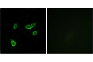 Immunofluorescence analysis of A549 cells, using GPR35 Antibody. (GPR35 antibody  (AA 51-100))