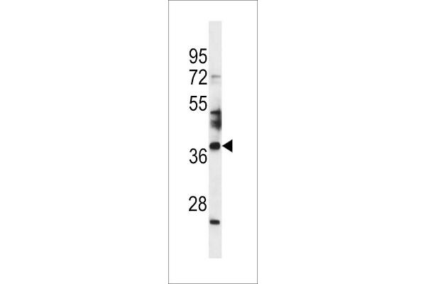SPATA4 Antikörper  (AA 100-129)