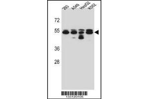 Western blot analysis in 293,A549,HepG2,K562 cell line lysates (35ug/lane). (Tubulin, beta 8 antibody  (N-Term))