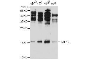 Western blot analysis of extracts of various cell lines, using TAF12 antibody. (TAF12 antibody)