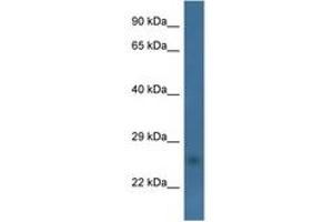 Image no. 1 for anti-Coiled-Coil-Helix-Coiled-Coil-Helix Domain Containing 6 (CHCHD6) (AA 95-144) antibody (ABIN6746568) (CHCHD6 antibody  (AA 95-144))