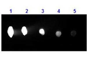 Dot Blot results of Goat F(ab')2 Anti-Human IgG Antibody Phycoerythrin Conjugated. (Goat anti-Human IgG (Heavy & Light Chain) Antibody (PE) - Preadsorbed)