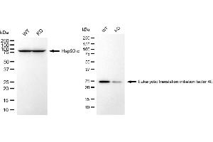 Western blotting analysis using eukaryotic translation initiation factor 4E antibody (ABIN7798528).