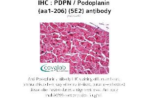 Image no. 1 for anti-Podoplanin (PDPN) (AA 1-206) antibody (ABIN1723215) (Podoplanin antibody  (AA 1-206))