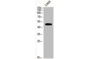 Western Blot analysis of L929 cells using Fibulin-5 Polyclonal Antibody (Fibulin 5 antibody  (Internal Region))