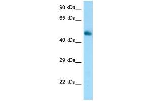 WB Suggested Anti-Frs3 Antibody Titration: 1.