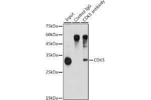 Immunoprecipitation analysis of 900 μg extracts of A-549 cells using 3 μg CDK5 antibody (ABIN6129236, ABIN6138319, ABIN6138320 and ABIN6221397). (CDK5 antibody  (AA 1-292))