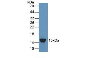 Detection of Recombinant ANGPT2, Rat using Polyclonal Antibody to Angiopoietin 2 (ANGPT2) (Angiopoietin 2 antibody  (AA 352-477))