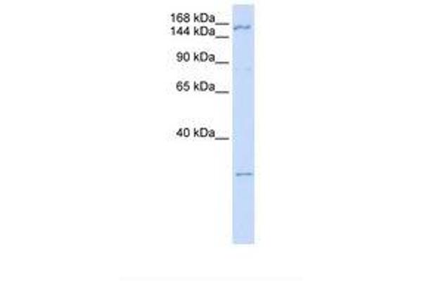 ZNF687 antibody  (C-Term)