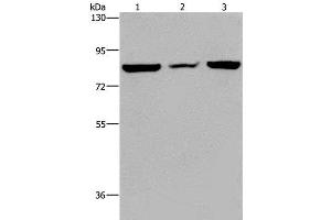 Western Blot analysis of A549 cell, Mouse heart tissue and Hela cell using P3H3 Polyclonal Antibody at dilution of 1:300 (LEPREL2 antibody)
