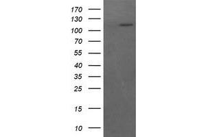 Image no. 2 for anti-RAS P21 Protein Activator (GTPase Activating Protein) 1 (RASA1) antibody (ABIN1500608) (RASA1 antibody)