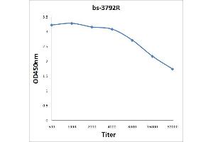 Antigen: 0. (CD21 antibody  (AA 981-1092))