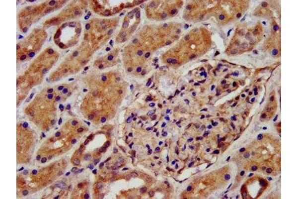 KCNJ8 antibody  (AA 299-424)