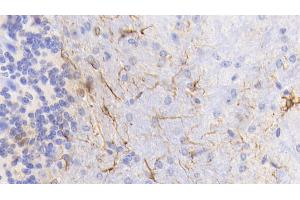 Detection of GFAP in Mouse Cerebellum Tissue using Monoclonal Antibody to Glial Fibrillary Acidic Protein (GFAP) (GFAP antibody  (AA 70-374))
