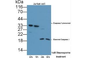 Detection of CASP7 in lysates of Jurkat cell line using Polyclonal Antibody to Caspase 7 (CASP7) (Caspase 7 antibody  (AA 24-198))