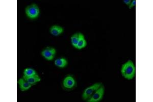 Immunofluorescence (IF) image for anti-Protein Kinase C and Casein Kinase Substrate in Neurons 3 (PACSIN3) (AA 1-300) antibody (ABIN7165690)