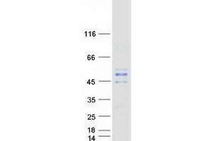 Validation with Western Blot (GTPBP5 Protein (Myc-DYKDDDDK Tag))