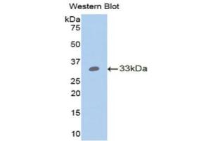 Western Blotting (WB) image for anti-Angiopoietin-Like 4 (ANGPTL4) (AA 183-401) antibody (ABIN3207380) (ANGPTL4 antibody  (AA 183-401))