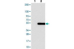 Western blot analysis of Lane 1: Negative control (vector only transfected HEK293T lysate). (PSMD11 antibody)