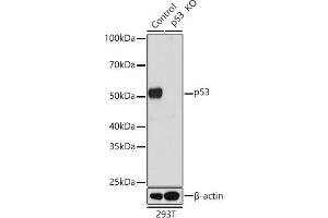 Western blot analysis of extracts from wild type (WT) and p53 knockout (KO) 293T cells, using p53 antibody (ABIN7271080) at 1:1000 dilution. (p53 antibody)