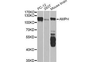 Western blot analysis of extracts of various cell lines, using AMPH antibody. (Amphiphysin antibody)