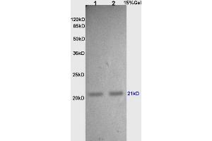 L1 and L2 rat lung lysates probed with Anti TIMP-2 Polyclonal Antibody, Unconjugated (ABIN668346) at 1:200 in 4 °C.