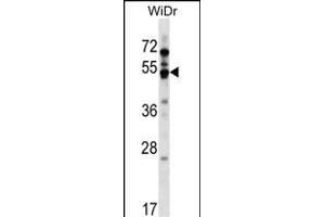 GPR84 Antibody (Center) (ABIN1538211 and ABIN2849011) western blot analysis in WiDr cell line lysates (35 μg/lane). (GPR84 antibody  (AA 265-293))